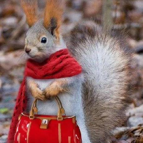 A squirrel